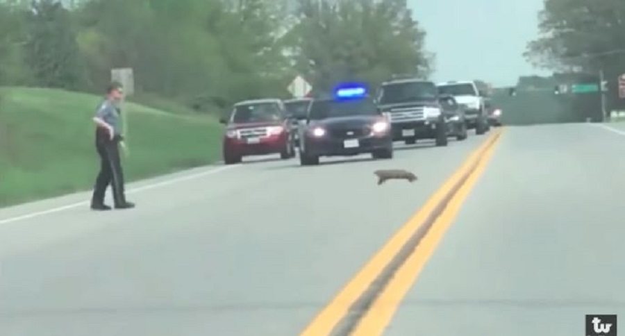 police shoot groundhog