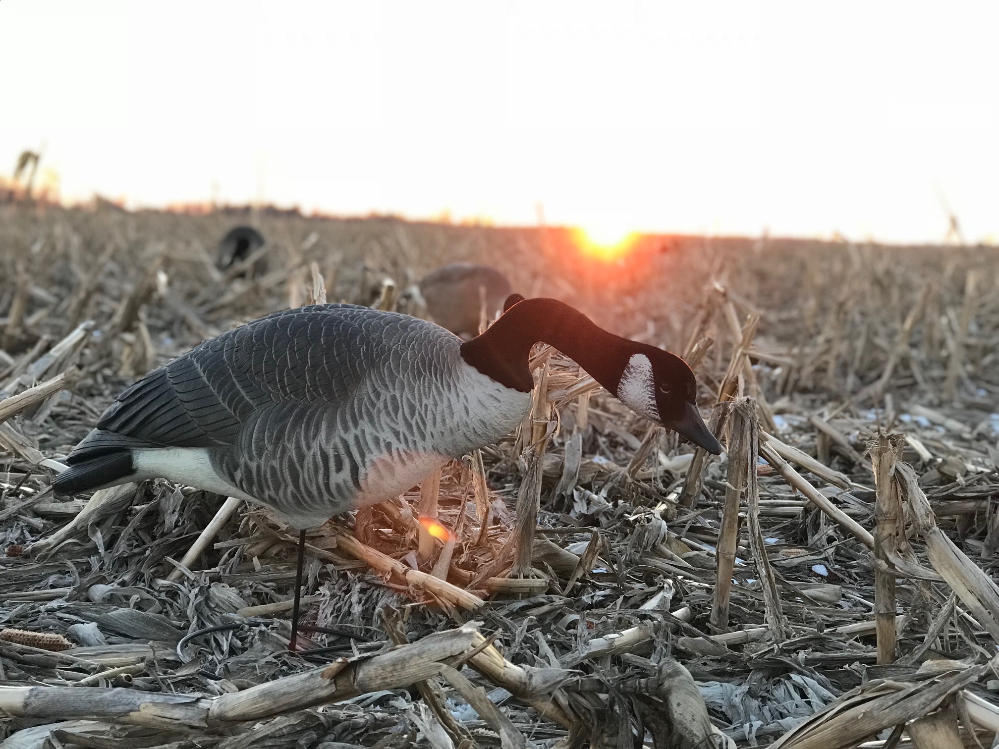GHG Decoys