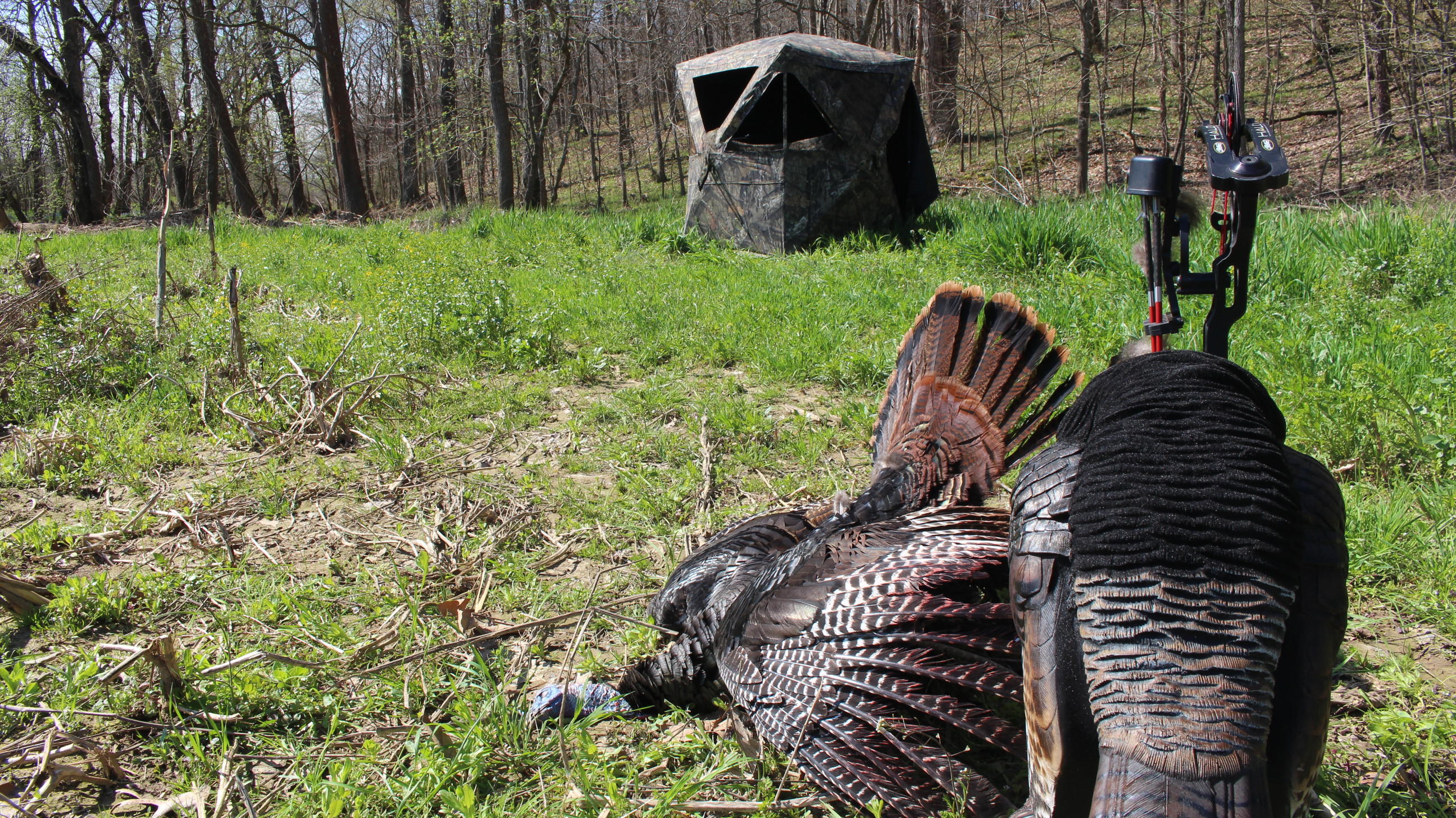 Dave Smith Decoys