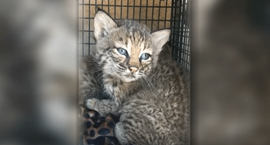bobcat kittens