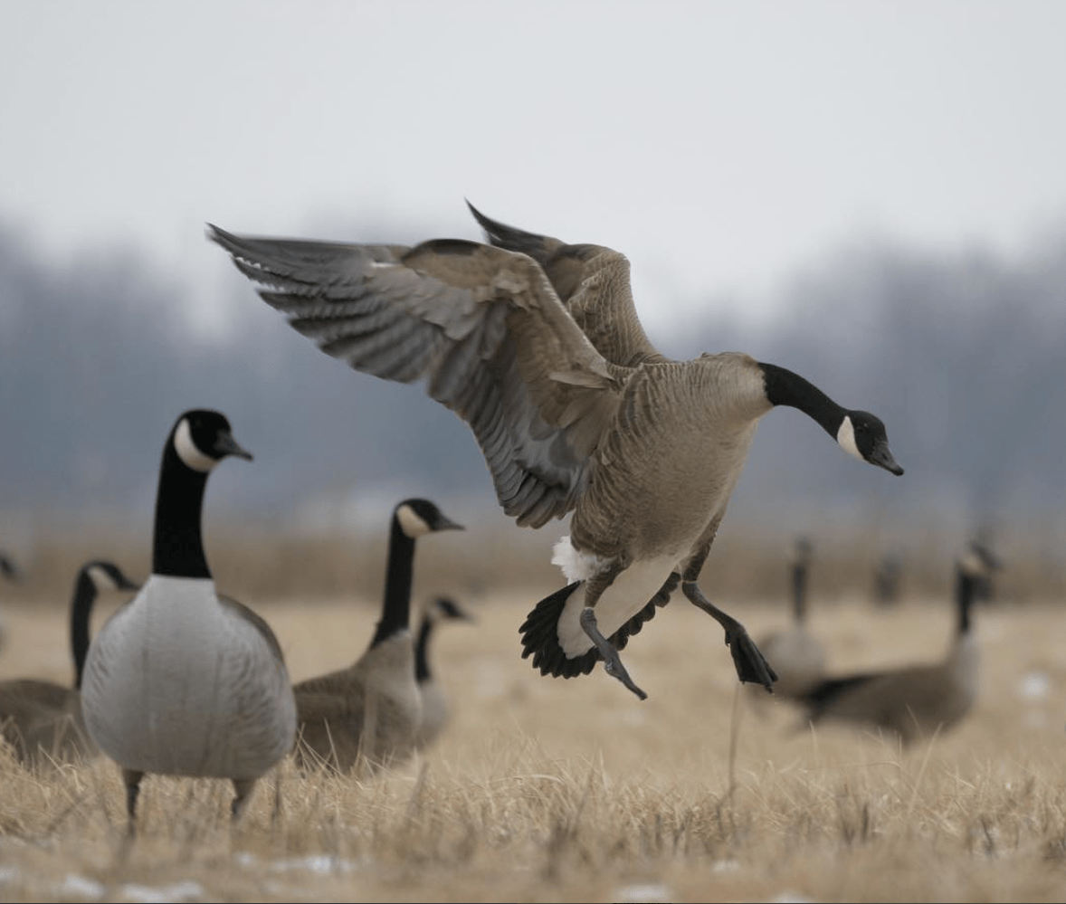 GHG Decoys