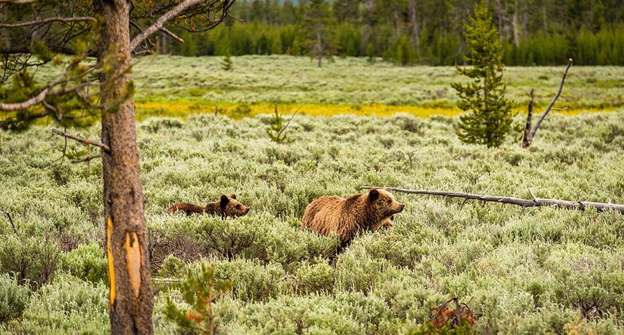 North American Predators