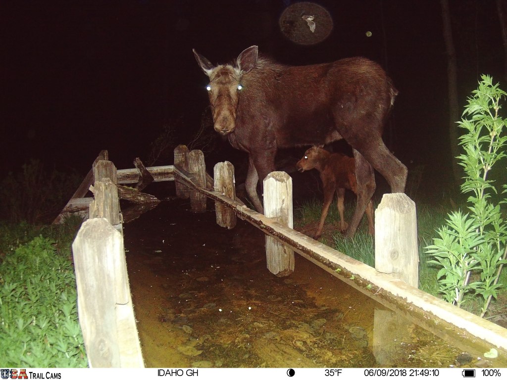 Trail Cam Tuesday