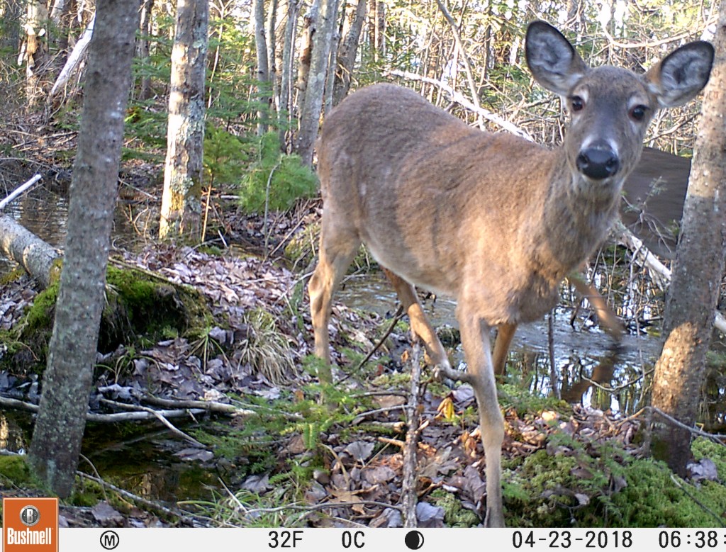 Trail Cam Tuesday
