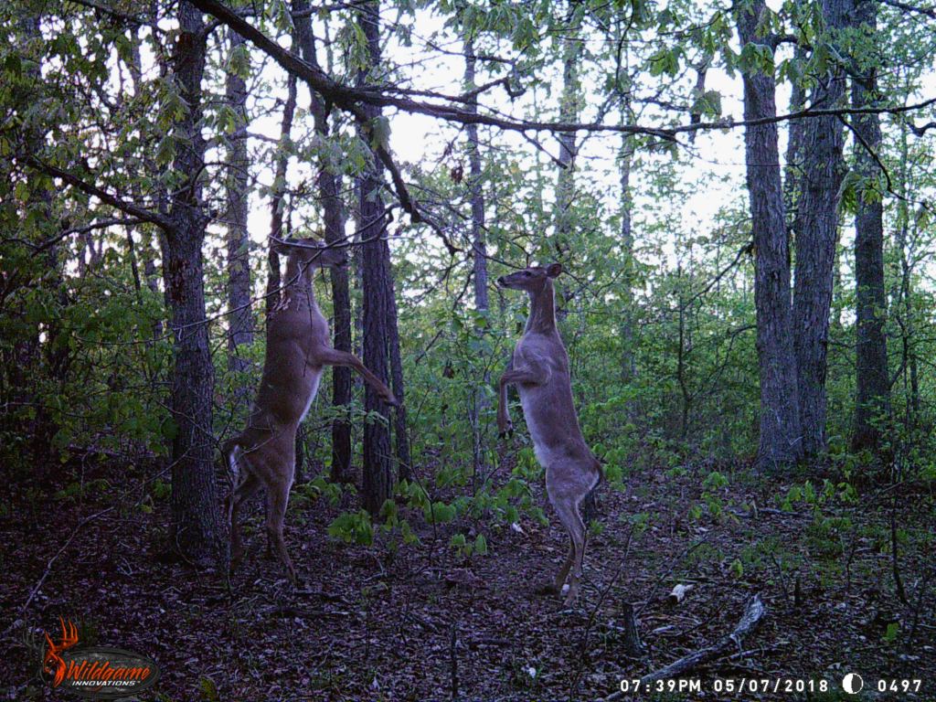 Trail Cam Tuesday