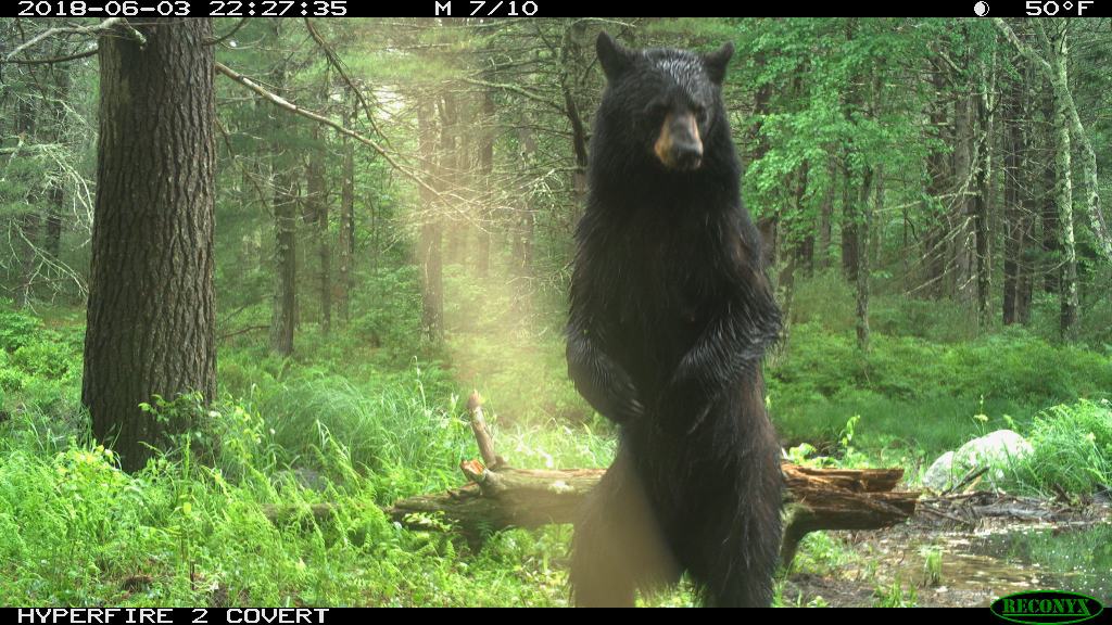 Trail Cam Tuesday