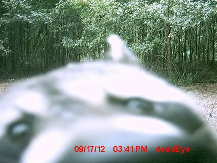 Trail Cam Tuesday