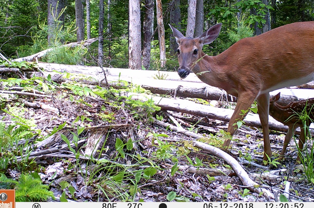 Trail Cam Tuesday