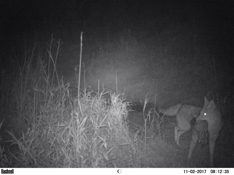 Trail Cam Tuesday
