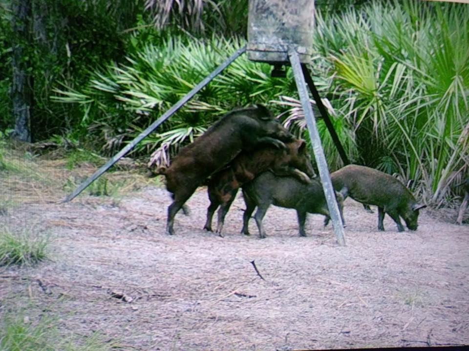Trail Cam Tuesday