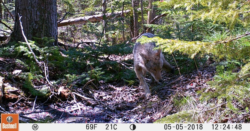 trail cam Tuesday
