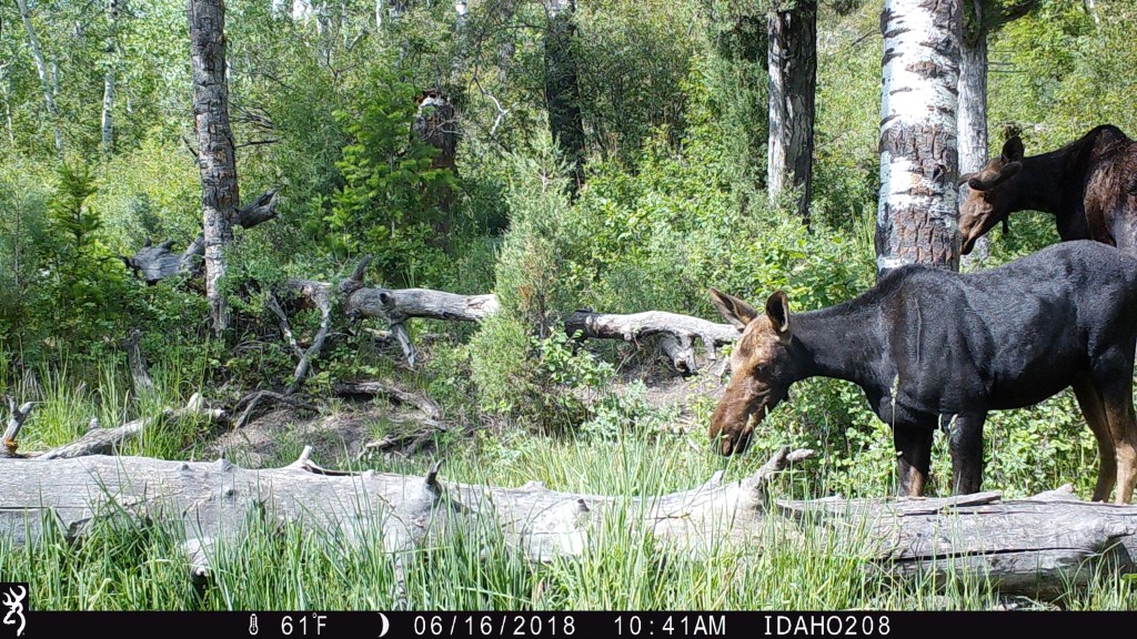 Trail Cam Tuesday