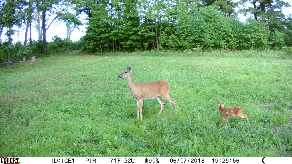Trail Cam Tuesday