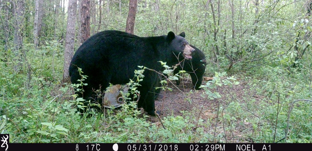 Trail Cam Tuesday