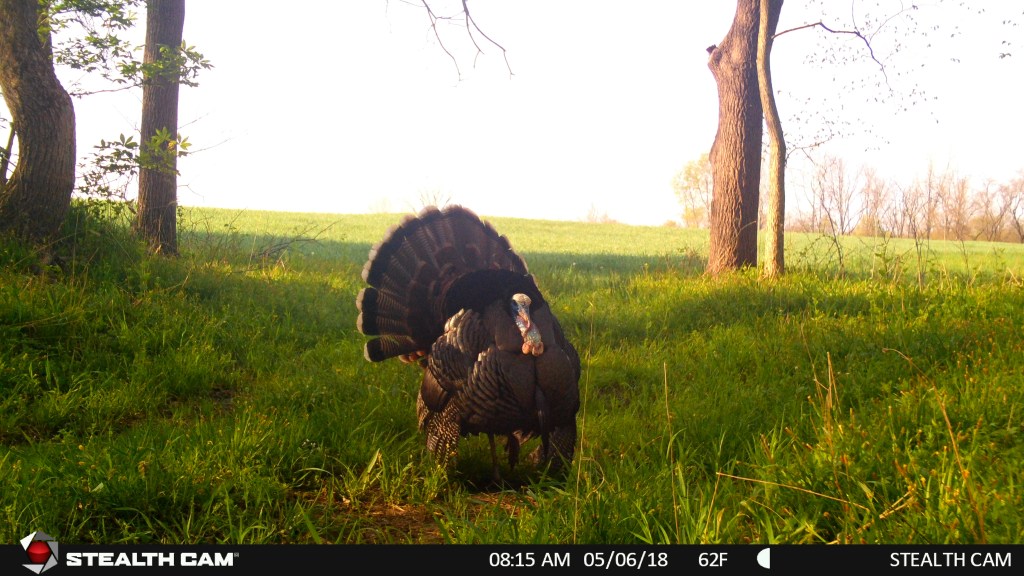 Trail Cam Tuesday