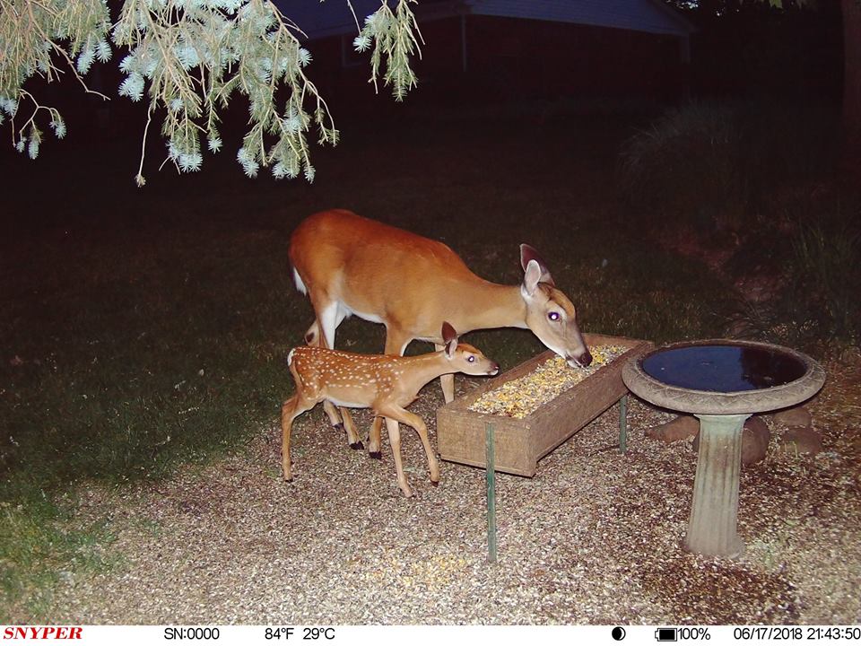 Trail Cam Tuesday