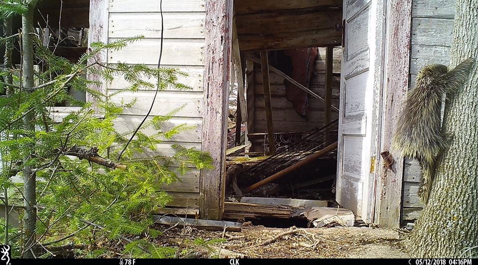 Trail Cam Tuesday