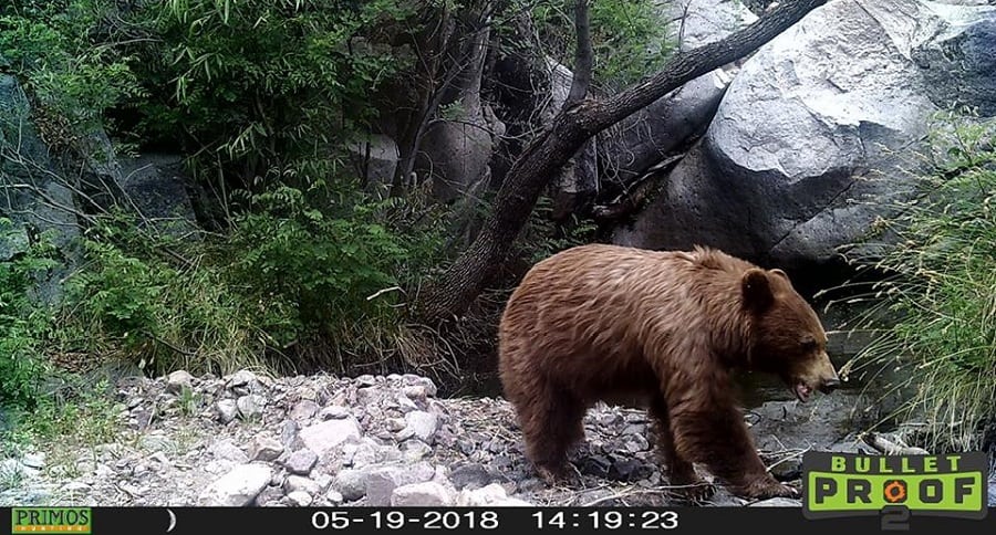 Trail Cam Tuesday