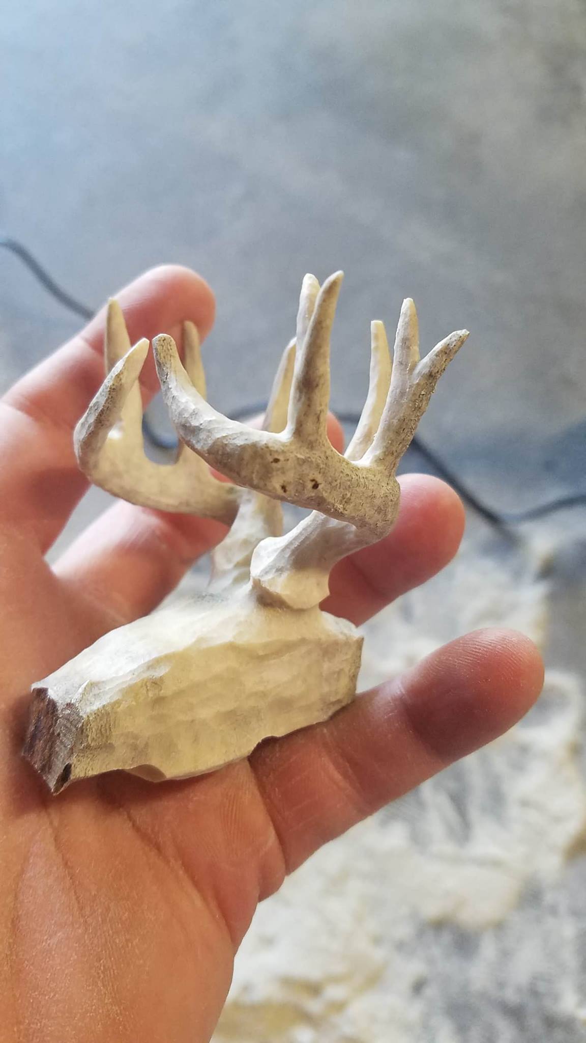 deer skull