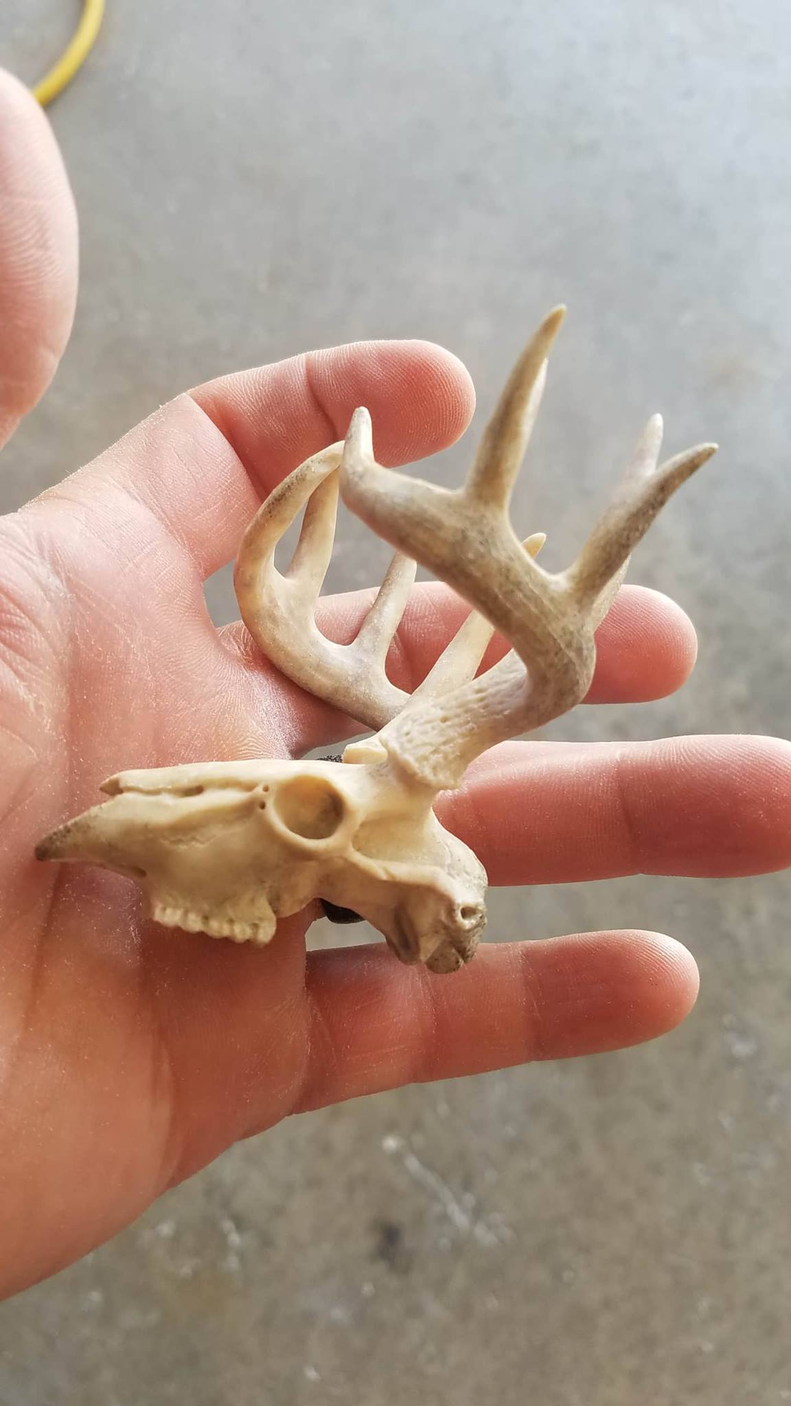deer skull