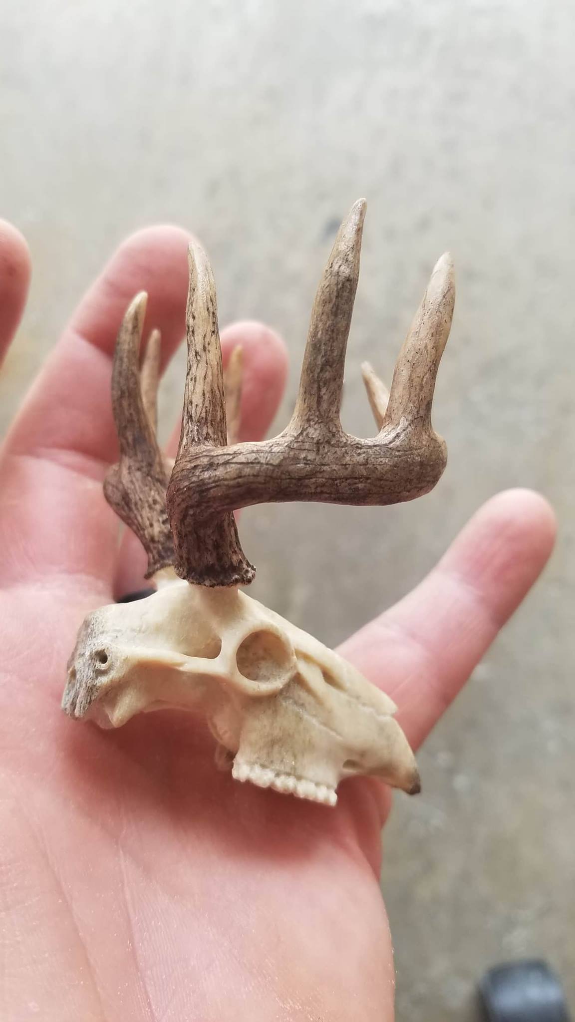 deer skull