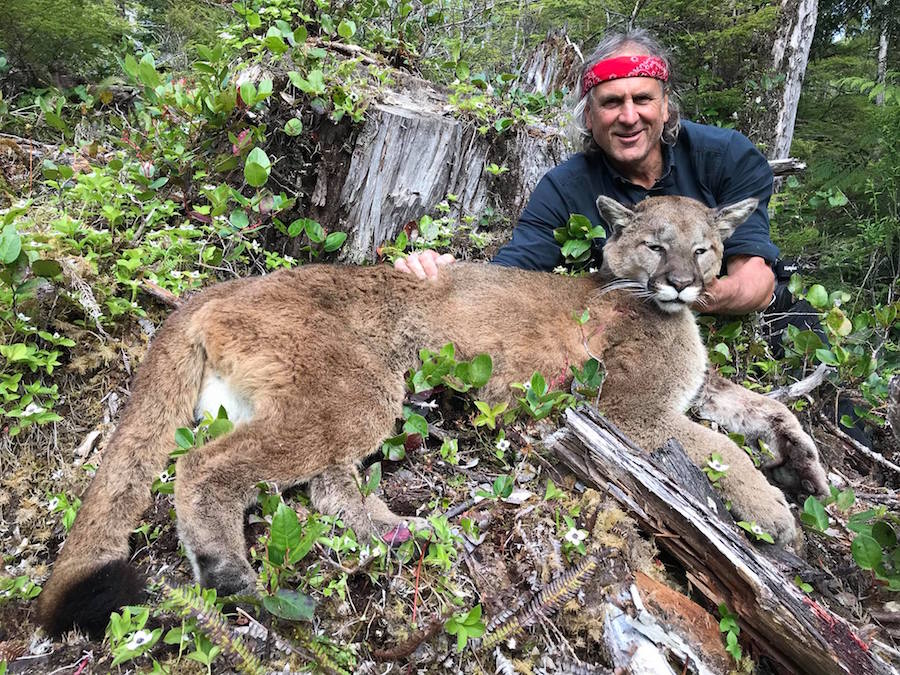 cougar attack