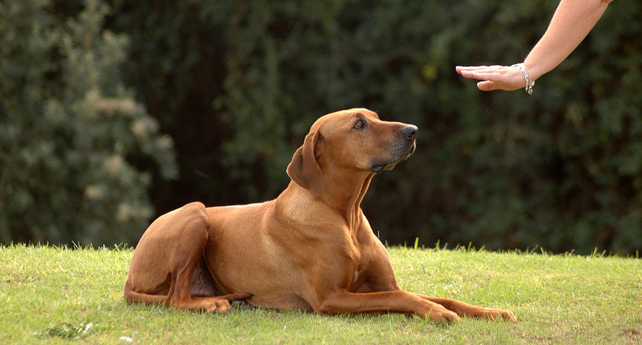 dog training