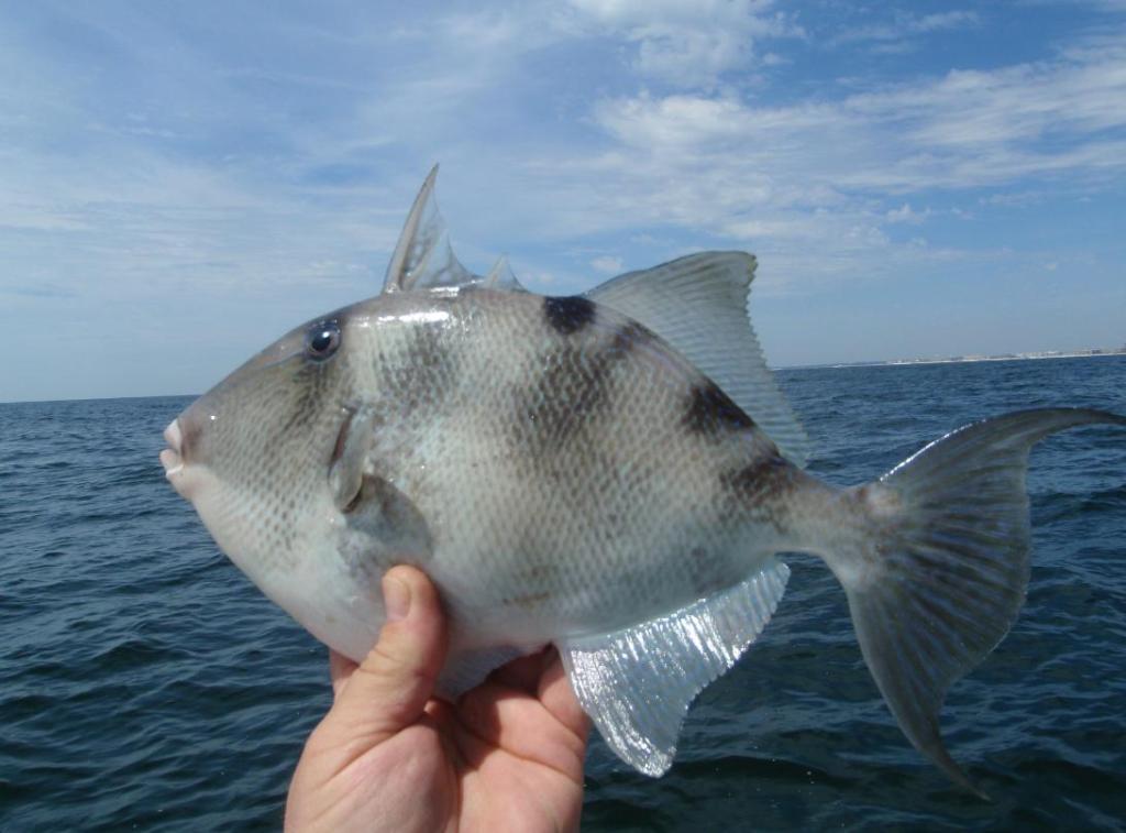 tasty deep sea fish