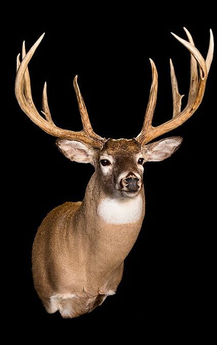 World Record Typical Whitetail