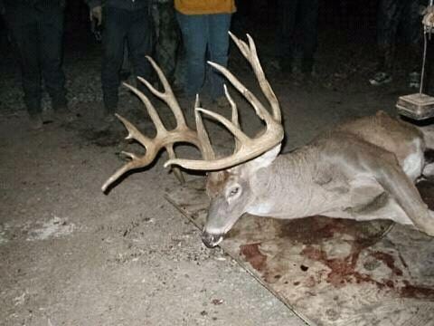 Big Buck Photos