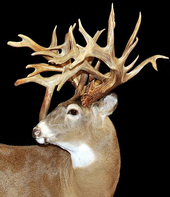 shed antlers