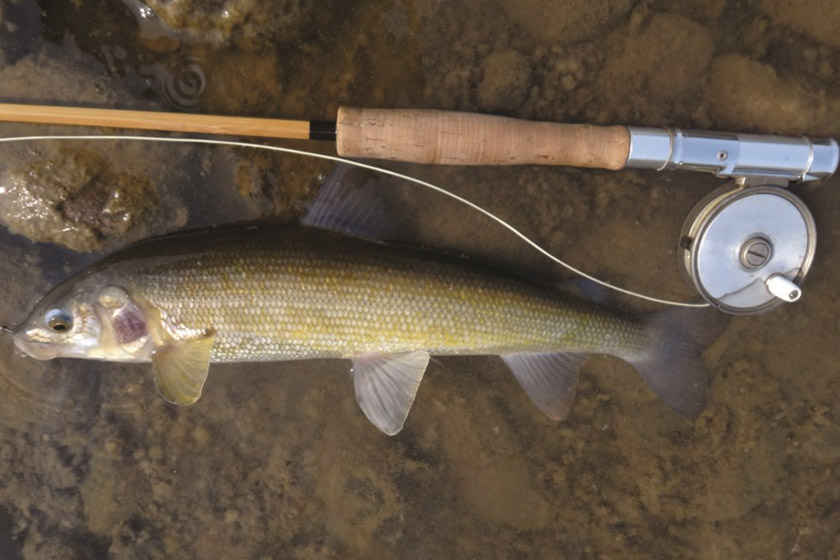 freshwater fish to eat