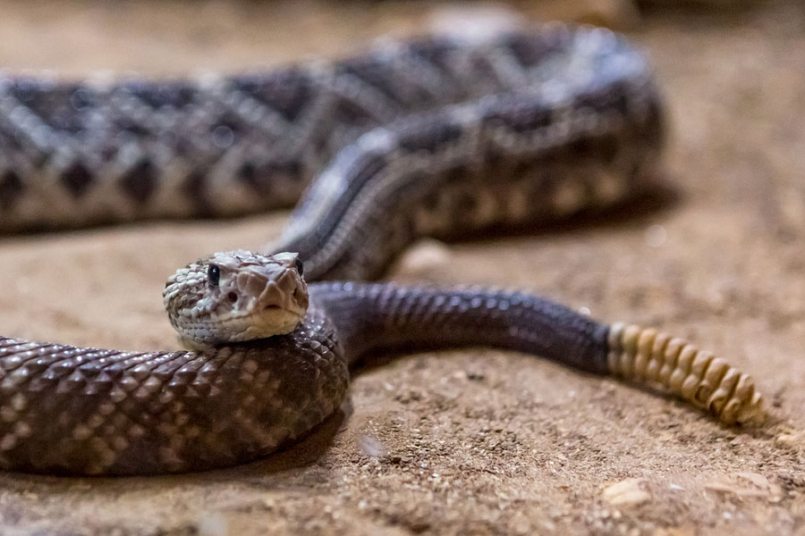 rattlesnake