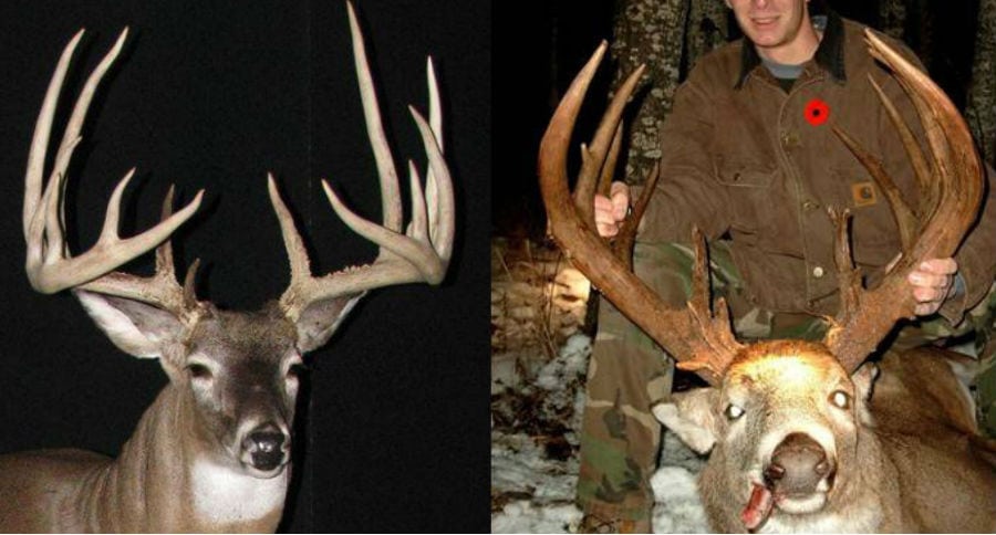 Poached Deer