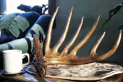 shed antlers