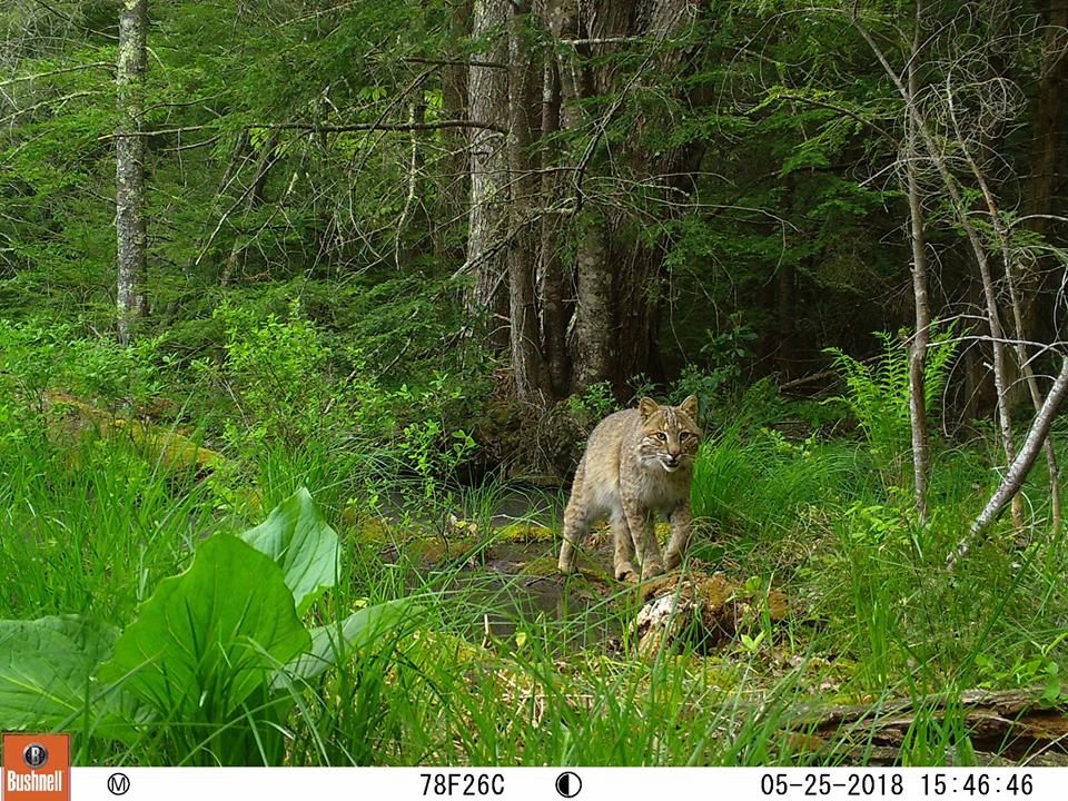 Trail Cam Tuesday