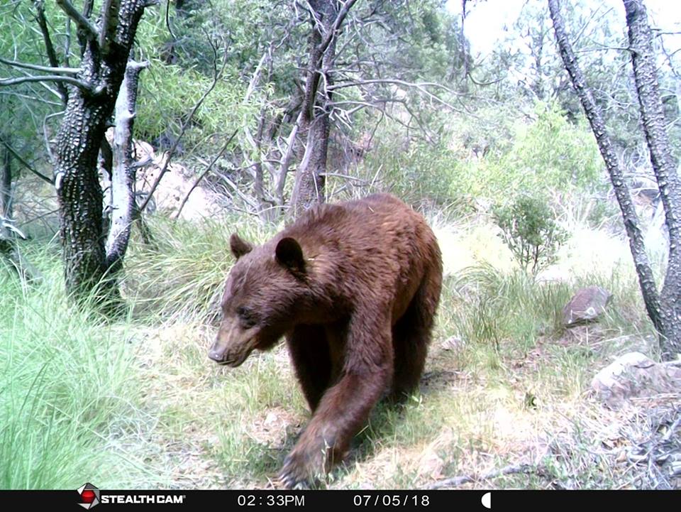 Trail Cam Tuesday