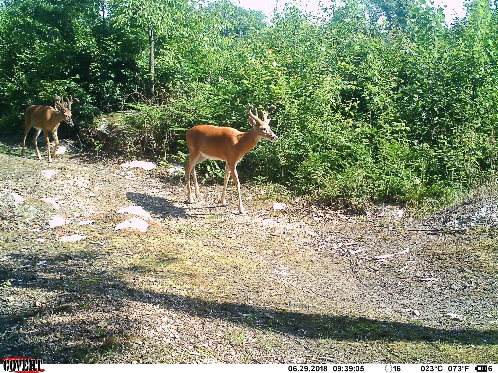 Trail Cam Tuesday