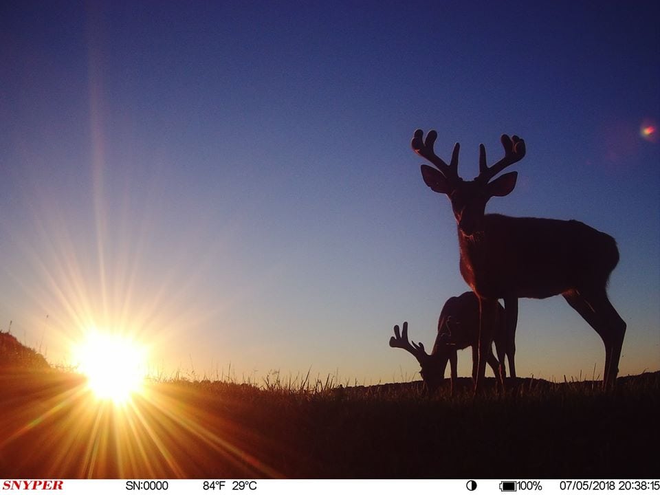 Trail Cam Tuesday