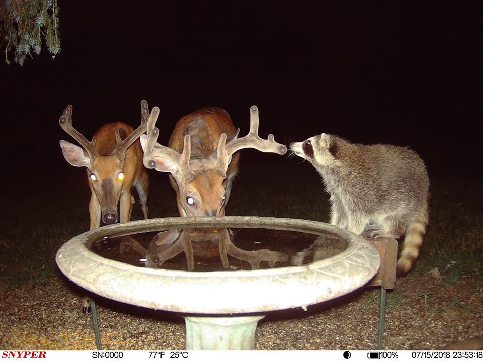 Trail Cam Tuesday