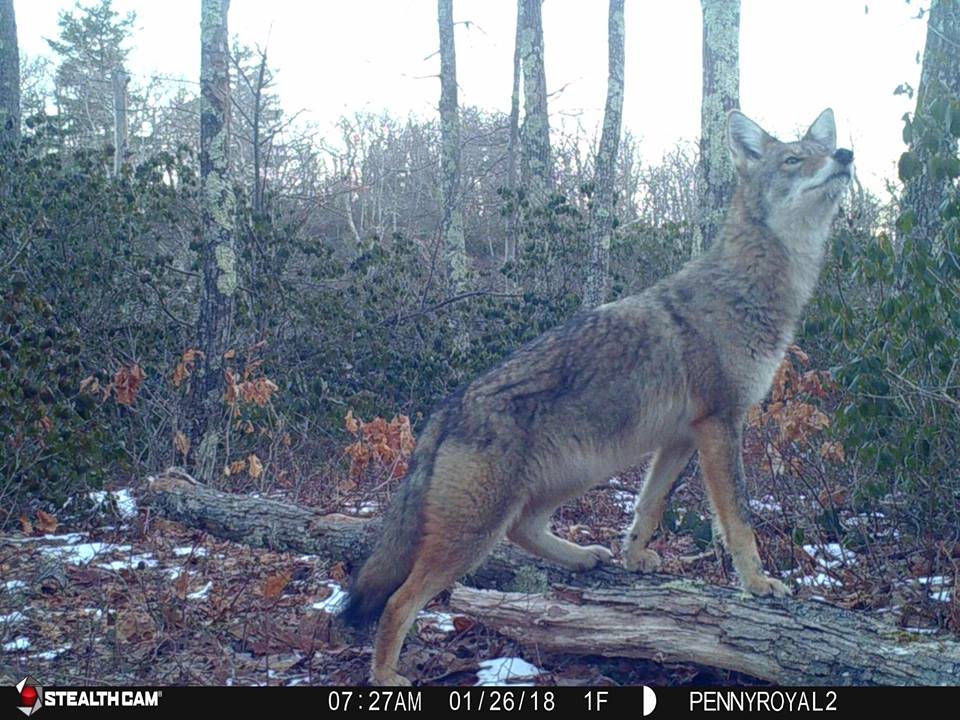 Trail Cam Tuesday