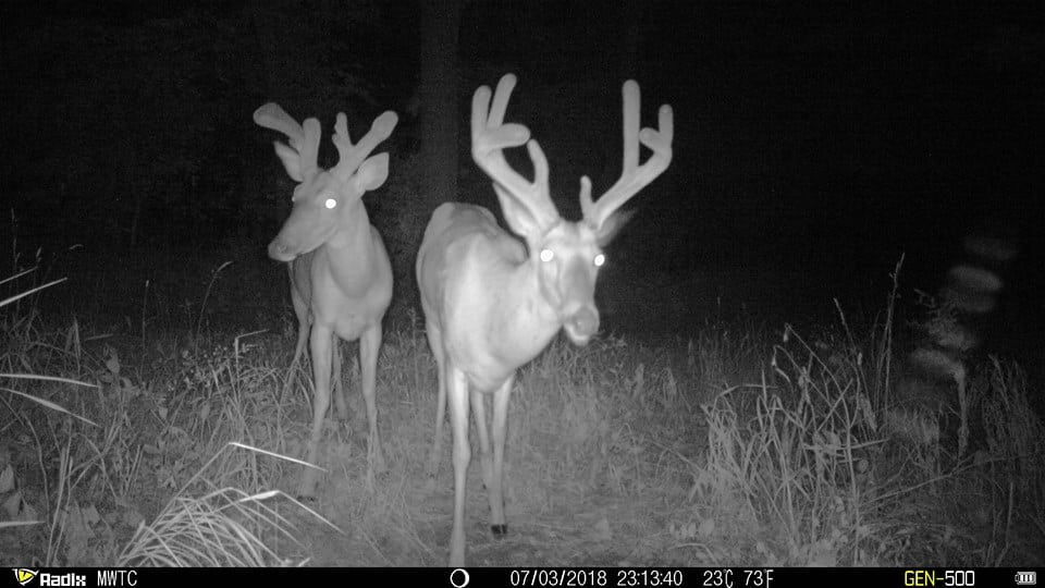 Trail Cam Tuesday