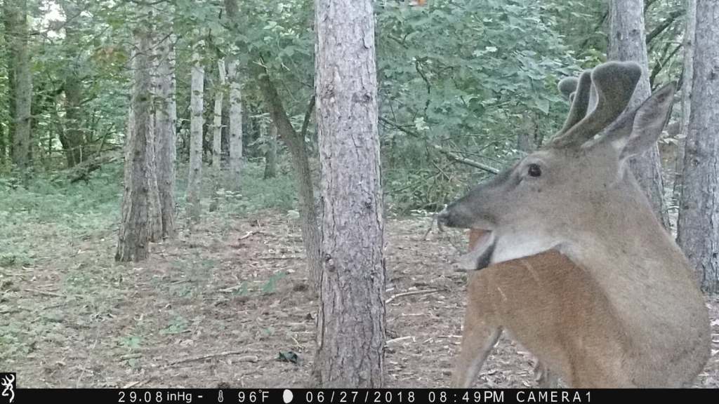 Trail Cam Tuesday