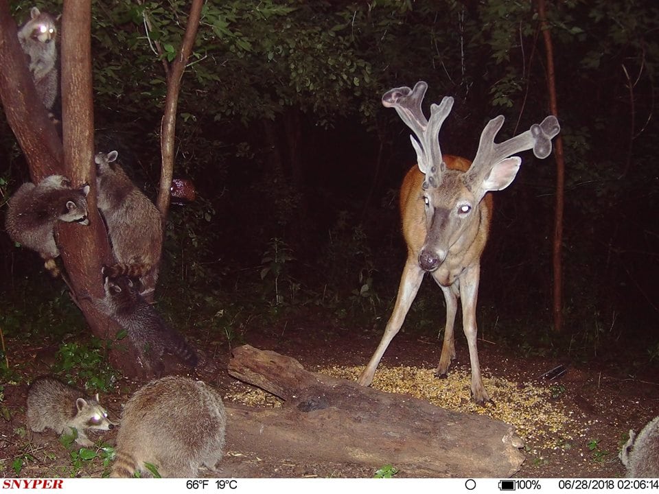 Trail Cam Tuesday
