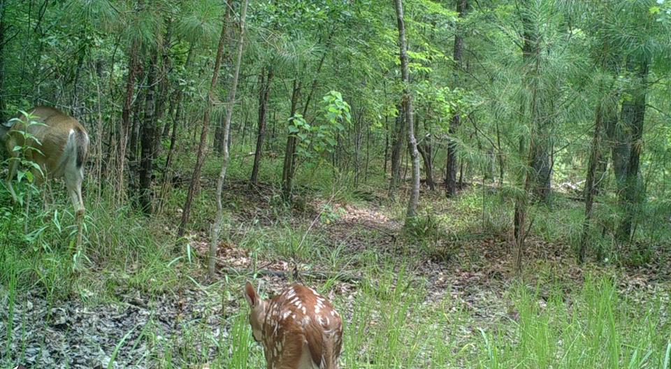 Trail Cam Tuesday