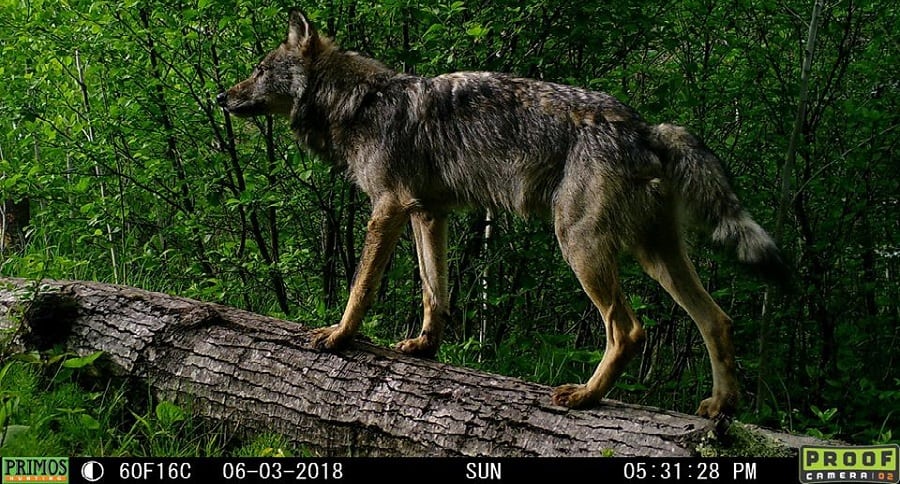 Trail Cam Tuesday