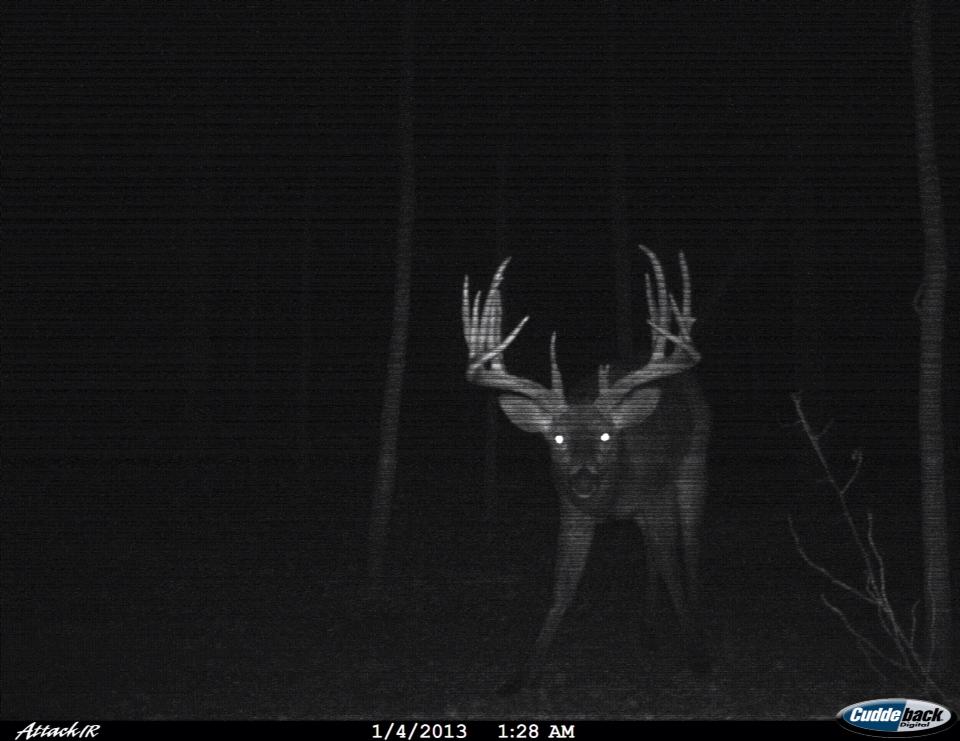 Big Bucks Caught on Trail Camera