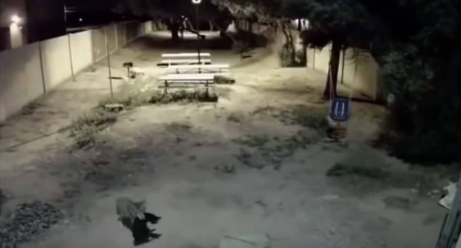 hunt coyotes