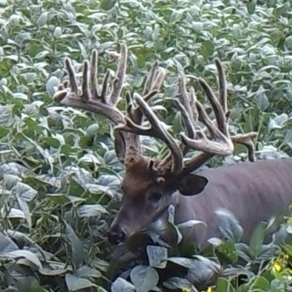 Big Bucks Caught on Trail Camera