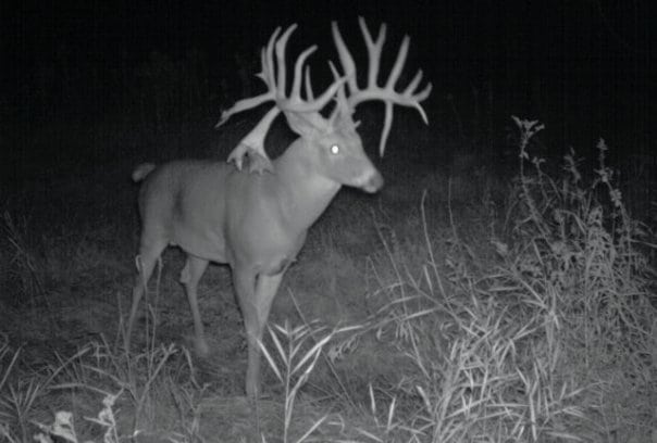Big Bucks Caught on Trail Camera